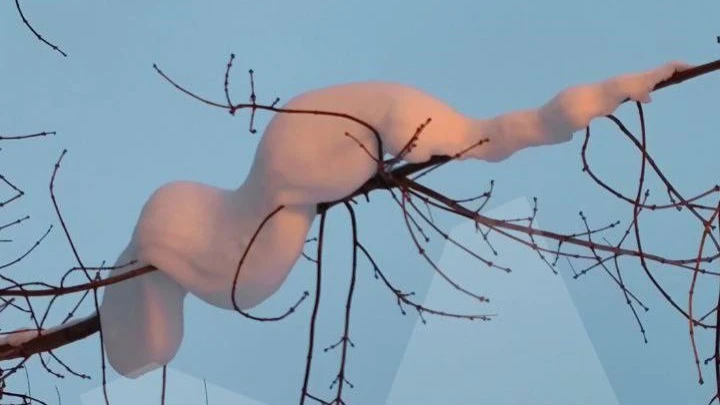 Жителей Балашихи испугал сугроб в форме удава, повисший на ветке