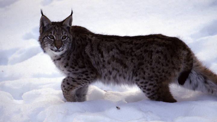 Специалисты рассказали, почему в нижегородскую деревню пришла рысь