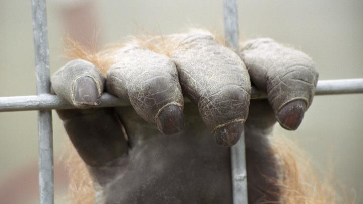 Директор сочинского сафари-парка неловко оправдался за замученных животных: Всё по стандарту