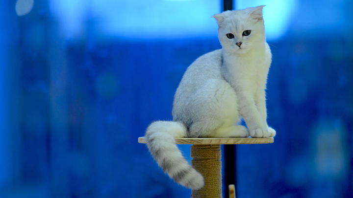 Над владельцами кошек нависла угроза? Вирусолог рассказал о рисках