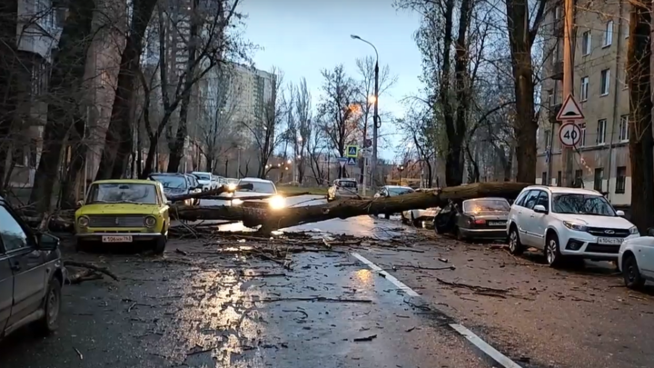 В Самаре дерево из-за ветра свалилось на машины и перекрыло дорогу