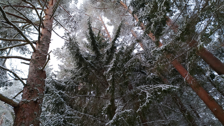 Сохранением Шуваловского леса в Петербурге займётся Следственный комитет