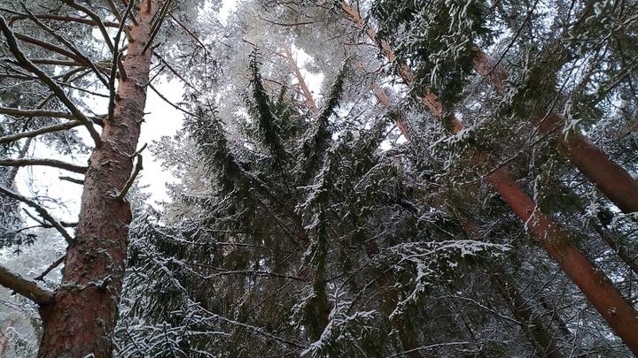 Заморозки в России. Но опасаться следует Европе: О шутках погоды рассказал эксперт