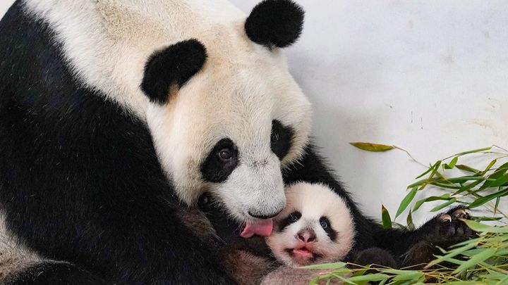 Имя малышке-панде из Московского зоопарка дадут москвичи - Собянин