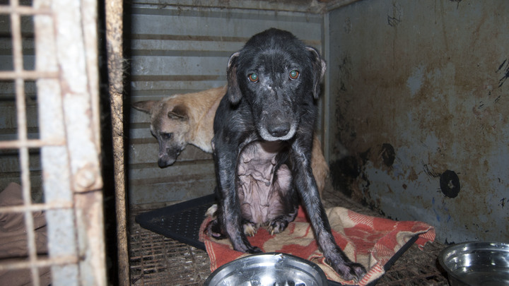 Экоконцлагерь в Астрахани: Сотни собак нуждаются в спасении