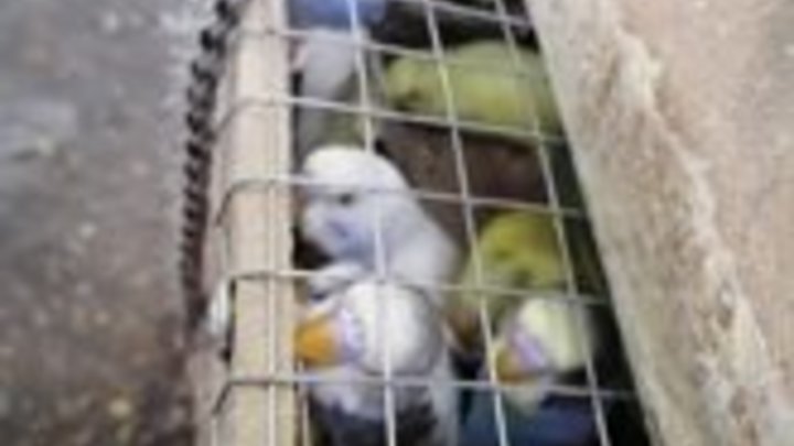 В аэропорту Краснодара задержали партию волнистых попугаев из Киргизии