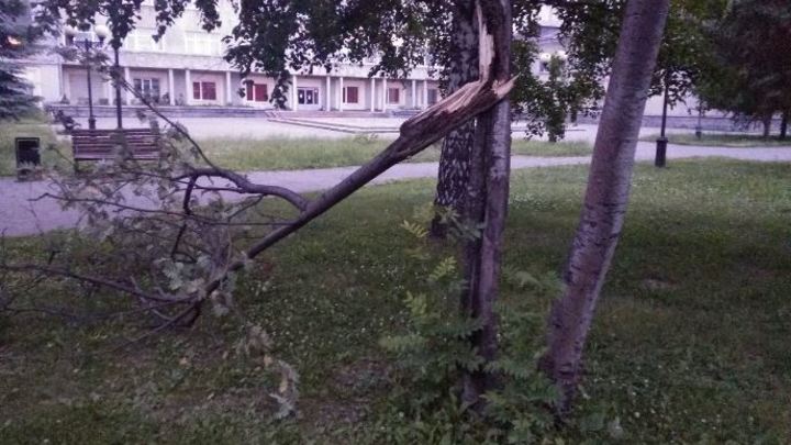 В Новокузнецке рухнувшее на машину дерево убило водителя