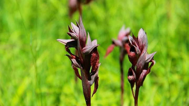 В Дендрарии Сочи туристы вытоптали редчайшую орхидею