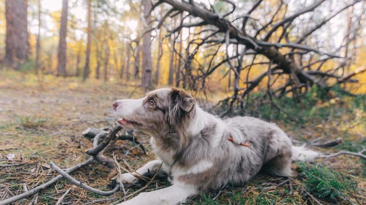 Магнитогорцы призвали полицию защитить собаку от хозяина