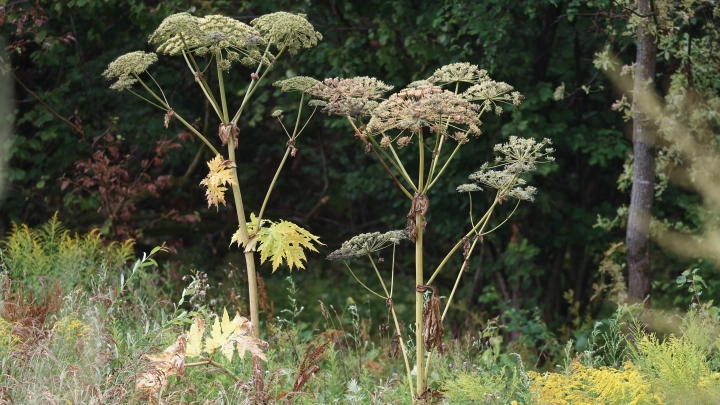 Штрафы, изъятие участков и химические атаки: как государство заставит русских истреблять сорняки