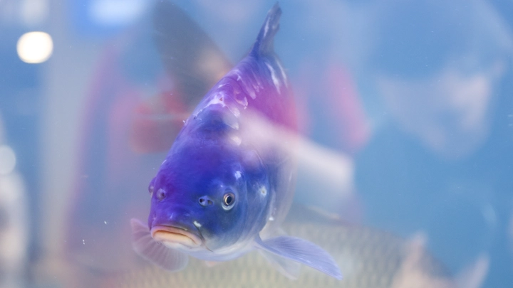 Ветеринары Зеленограда впервые сделали УЗИ рыбе