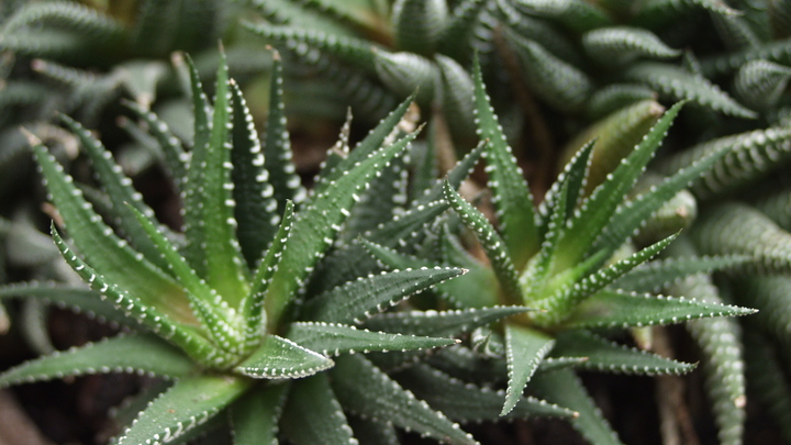 Елена Малышева перечислила самые опасные комнатные растения