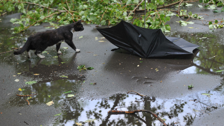 Сорванные крыши и поваленные деревья: в Новороссийске устраняют последствия норд-оста