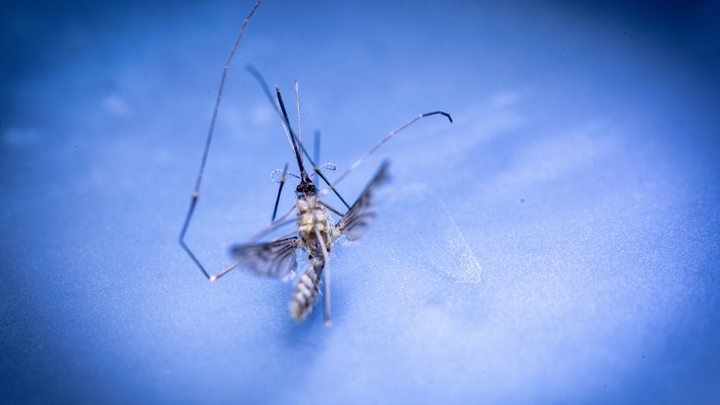 Репелленты против комаров: Эксперт оценил эффективность