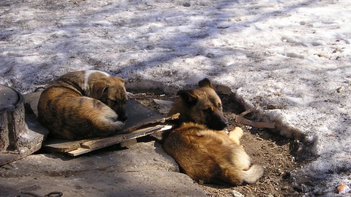 Одна залезла на дерево, другая — не смогла: в Новороссийске стая бездомных собак напала на женщин