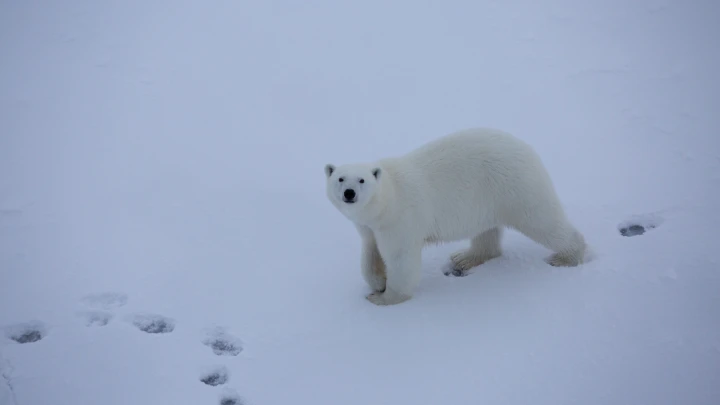 Мужчина и медведь: утренняя пробежка на архипелаге Шпицберген