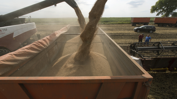 Экспорт пшеницы из России в Индонезию за полгода вырос в 10 раз