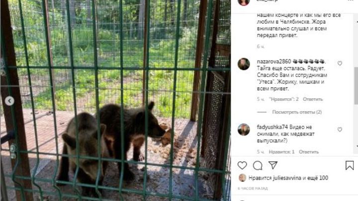 Уже дома: два медвежонка из Челябинска с пересадками приехали в тайгу