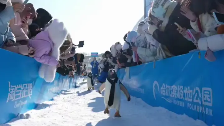 Парад пингвинов в галстуках в Харбине: появились кадры необычного шествия