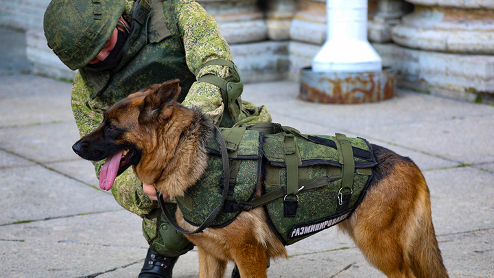 В Акимовском районе обнаружили боеприпасы