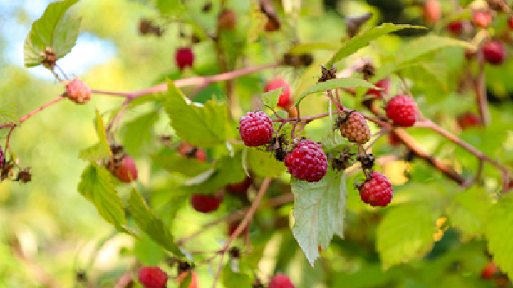 Диетолог: малина помогает худеть во сне