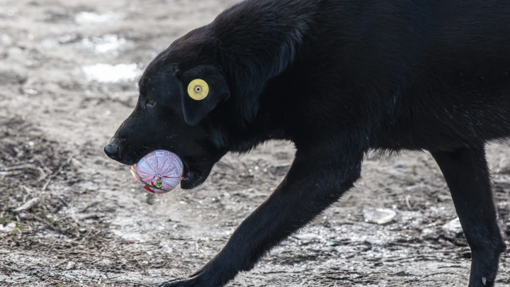 Трамп спас пенсионеров в Удмуртии: Собака предотвратила трагедию во время пожара