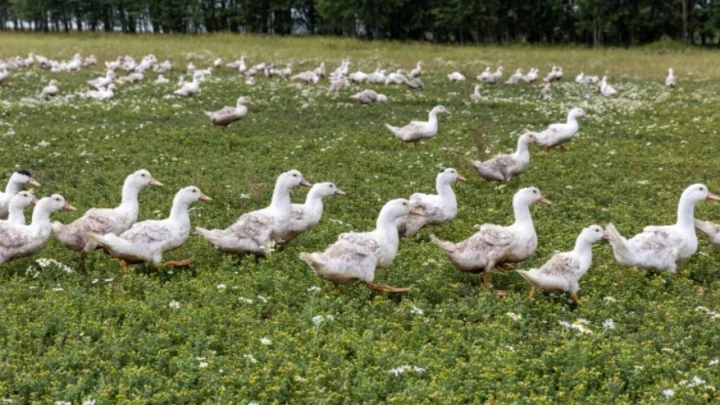 Yle: Финляндию атаковали перелетные гуси