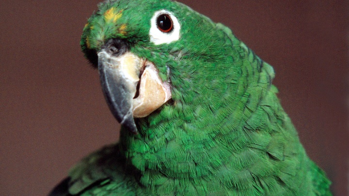 Посетителей Ленинградского зоопарка порадуют новой экспозицией: попугаи, ленивцы и не только