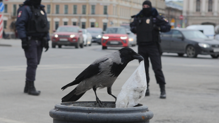 Москвич собирался сделать в Королеве более полутысячи закладок с наркотиками