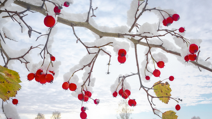 Погода в Архангельске 05 ноября 2023 года: главное