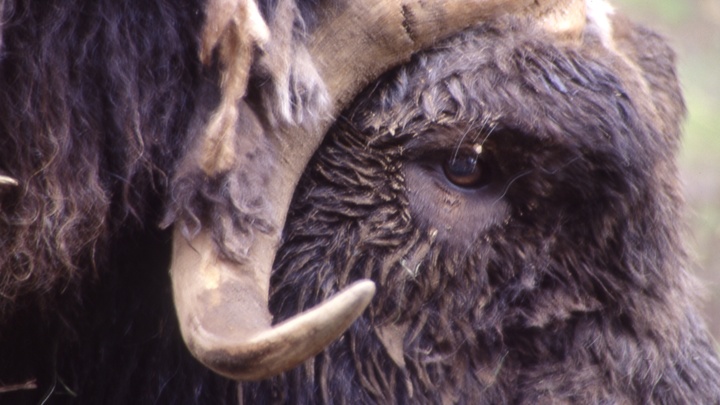 Видео с нападением быка на прохожую в Армавире является фейком