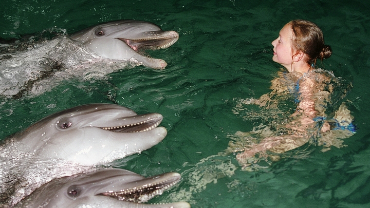 Росприроднадзор назвал возможную причину гибели дельфинов в Черном море