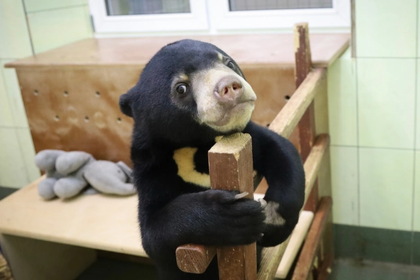 В Московском зоопарке рассказали о том, как растёт малайская медведица