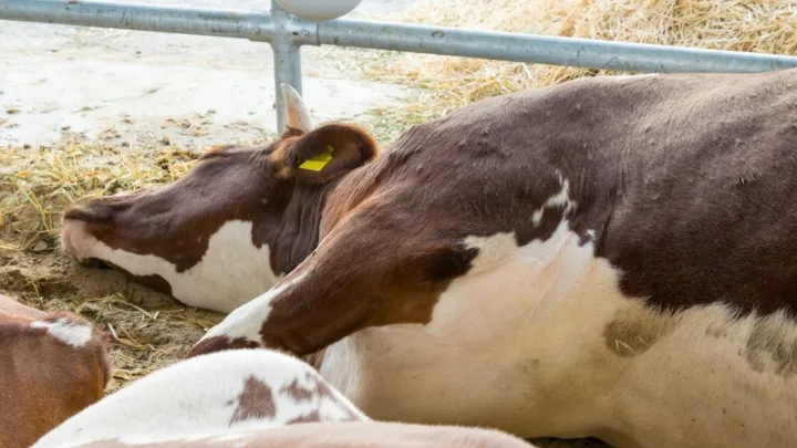 В Сибири массово забивают скот из-за эпидемии пастереллёза