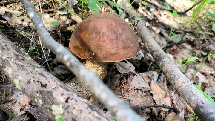 В Ленобласти пошли подберезовики: грибники делятся фотографиями