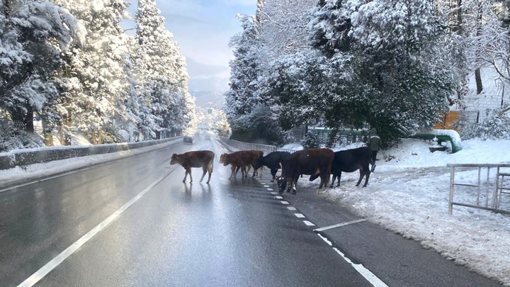 Гуляющие по дорогам животные спровоцировали на Кубани с начала года четыре ДТП
