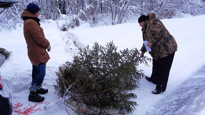 Около четырех тысяч северян приобрели себе в дом живую ель