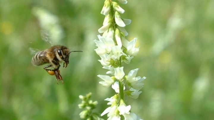 Устойчивых к болезням пчёл планируют выводить в Рыбном