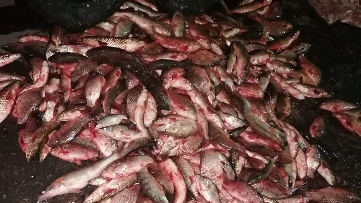 Под Ростовом-на-Дону поймали браконьера с уловом рыбы на 9 млн рублей