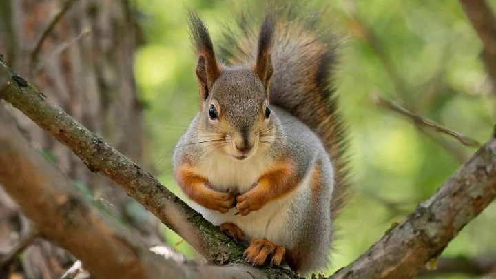 Учёные нашли неожиданного переносчика оспы обезьян