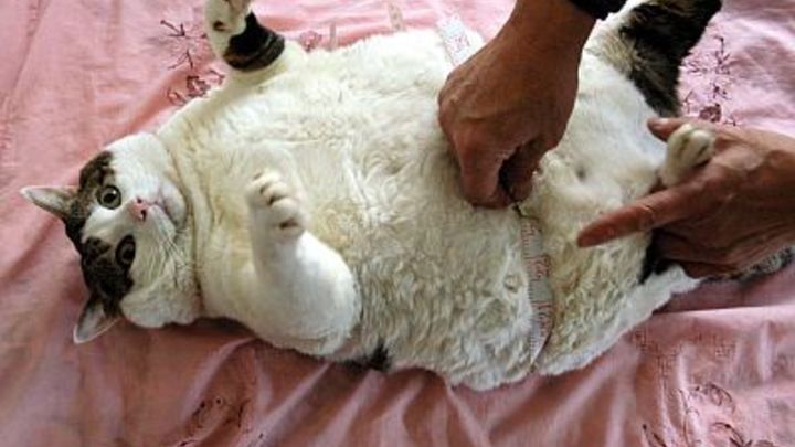 Диетолог: Резкий сброс веса чреват появлением камней