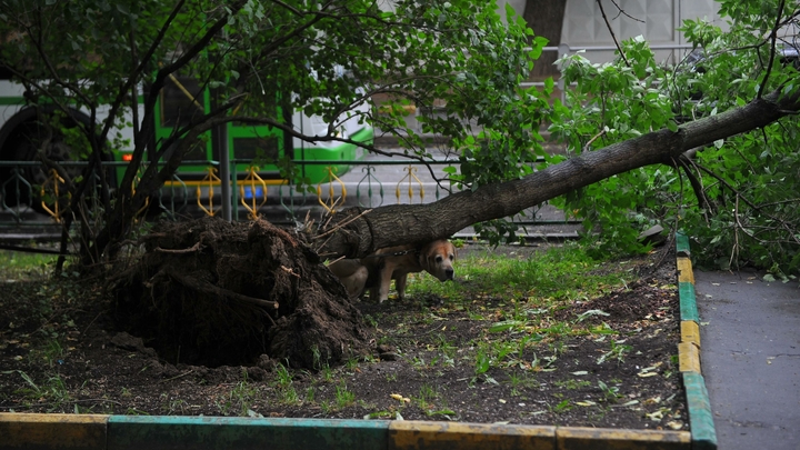 В Сочи огромный тополь упал на припаркованные машины у многоэтажного дома и перегородил проезд
