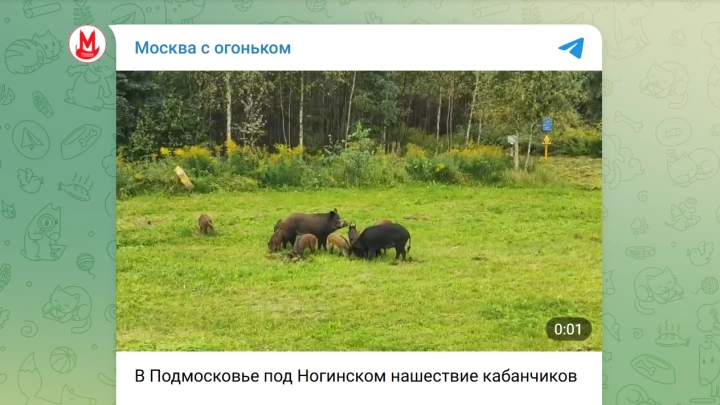 Семейство кабанов вышло к трассе в Подмосковье и попало на видео