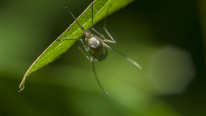 Энцефалит, менингит, судороги и паралич: Тревожный прогноз Роспотребнадзора на август. Что надо знать жителям России