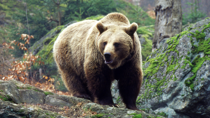 Два медведя и два оленя погибли в зоопарке Челябинска. Основная версия - намеренное отравление