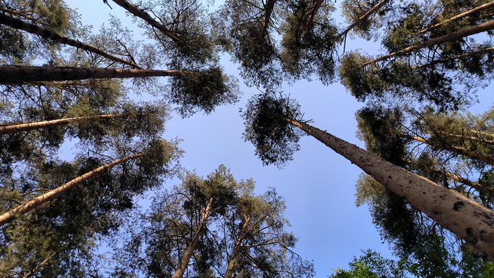 Бродила больше двух недель: Как спасали девушку в Бурятии, выживавшую в диких условиях