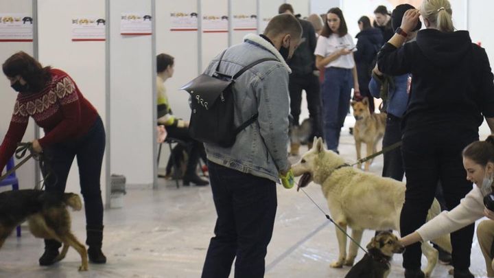 Самарцев попросили найти семью бездомным кошкам и собакам
