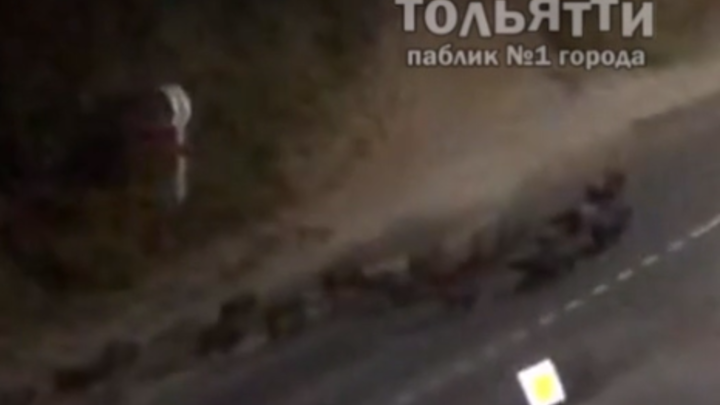 Что-то в лесу не чисто”: в Самаре заметили крупную стаю кабанов