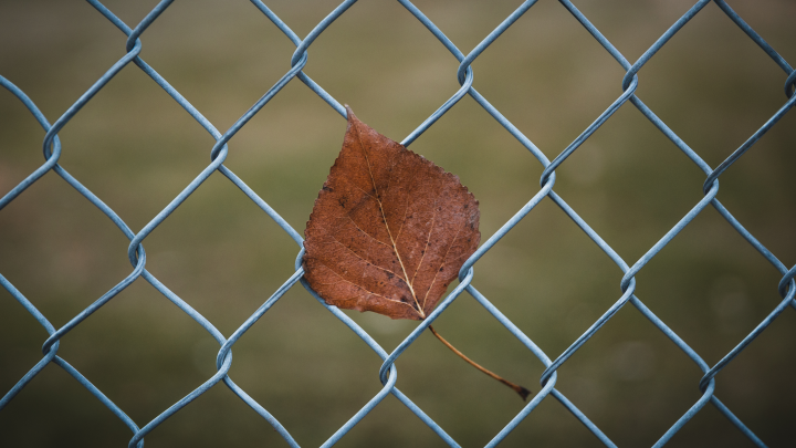Зеленского в клетке привезут на Украину - Арестович* предсказывает судьбу киевского фюрера