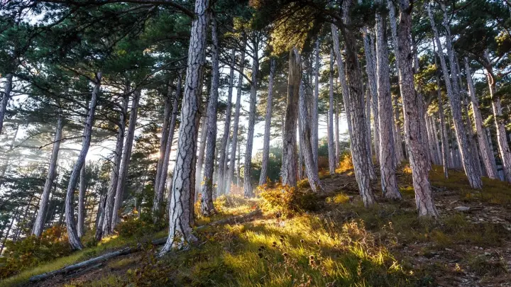 За тёплой зимой придёт контрастная весна. Впереди маябрь